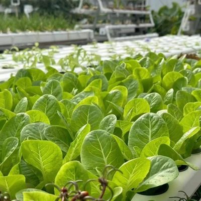 Μεγάλη κλίμακα Γεωργική σταγόνα άρδευση θερμοκήπιο 50,00cm * 60,00cm * 50,00cm Πλήρης πληρωμή