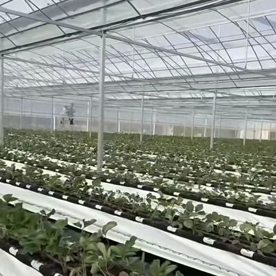 Πολυδιάστατο θερμοκήπιο για υδροπονική καλλιέργεια Δείγματα US 20 / τετραγωνικό μέτρο Νόμισμα US
