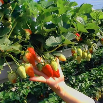 Πολυδιάστατο θερμοκήπιο για την παραγωγή λαχανικών US 20/τ.μ. Δείγματα παραγγελίας