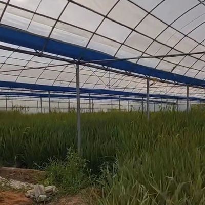 Πολυδιάστατο θερμοκήπιο για την παραγωγή λαχανικών US 20/τ.μ. Δείγματα παραγγελίας