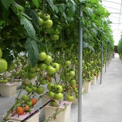 Χειροκηπίο με πολυεπίπεδο φιλμ για υδροπονική καλλιέργεια προστατεύει τα φυτά από το σκληρό καιρό