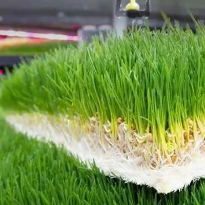 Πολυλειτουργική τροφή σε κοντέινερ για διπλά στρώματα για την αναπαραγωγή λουλουδιών/καλλιεργειών λαχανικών/σπόρων σπόρων