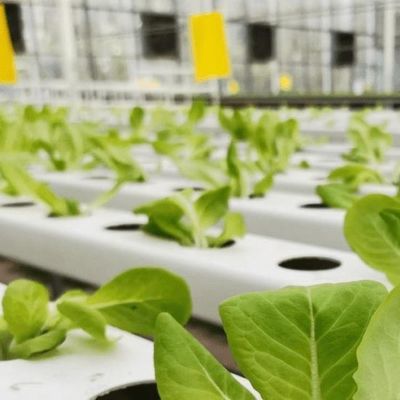 Πολυδιάστατο θερμοκήπιο με υδροπονική και χάλυβα δομή Ο τέλειος συνδυασμός