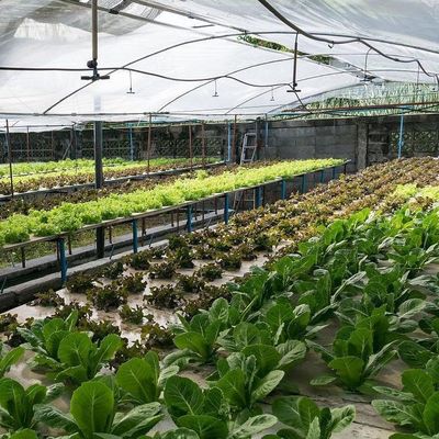 2000.000kg Πακέτο Ακαθάριστο βάρος Εμπορικό θερμοκήπιο για υδροπονική κλιματική ρύθμιση