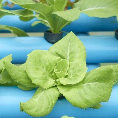 2000.000kg Πακέτο Ακαθάριστο βάρος Εμπορικό θερμοκήπιο για υδροπονική κλιματική ρύθμιση