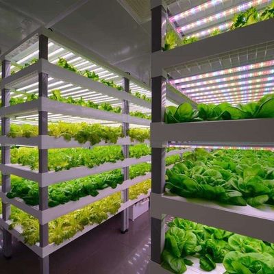 Mqo 1 Set Green House Ψαρά κάθετη ναυτιλία Φυτοκαλλιέργεια κοντέινερ Υδροπονική σύστημα καλλιέργειας