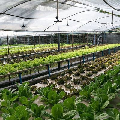 0.15/0.20mm Πο/ΠΕ Φόρμα Καλυμμένη Πολλαπλής Διαστάσεως θερμοκήπιο Προσωρινή θέρμανση