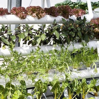 0.15/0.20mm Πο/ΠΕ Φόρμα Καλυμμένη Πολλαπλής Διαστάσεως θερμοκήπιο Προσωρινή θέρμανση