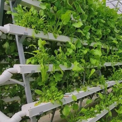 0.15/0.20mm Πο/ΠΕ Φόρμα Καλυμμένη Πολλαπλής Διαστάσεως θερμοκήπιο Προσωρινή θέρμανση