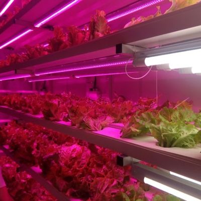 Mqo 1 Set Green House Ψαρά κάθετη ναυτιλία Φυτοκαλλιέργεια κοντέινερ Υδροπονική σύστημα καλλιέργειας