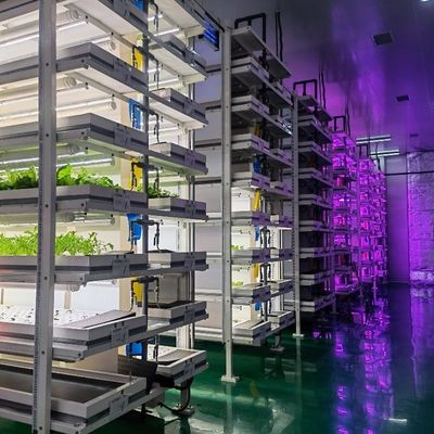 Mqo 1 Set Green House Ψαρά κάθετη ναυτιλία Φυτοκαλλιέργεια κοντέινερ Υδροπονική σύστημα καλλιέργειας