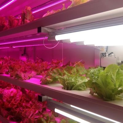 Jx-container-greenhouse Καταστήματα κάθετων φυτών για την καλλιέργεια λαχανικών Φρούτα Λουλούδια
