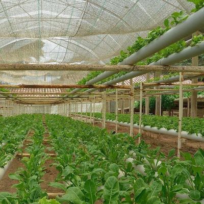 Υλικό κάλυψης πλαστικού φύλλου Προηγμένο θερμοκήπιο υδροπονικής ταινίας