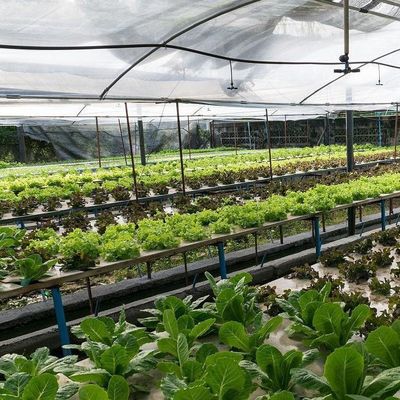 Τεχνολογία χωρίς έδαφος και προσωρινή θέρμανση Φυτοκαλλιέργεια θερμοκήπιο 2000.000kg