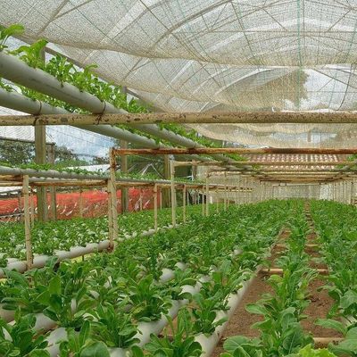 Εμπορικό θερμοκήπιο με υδροπονική καλλιέργεια