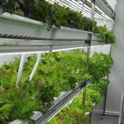 Juxiang OEM Living Vegetable Υδροπονικό σύστημα καλλιέργειας με θερμοκήπιο 40ft δοχείο