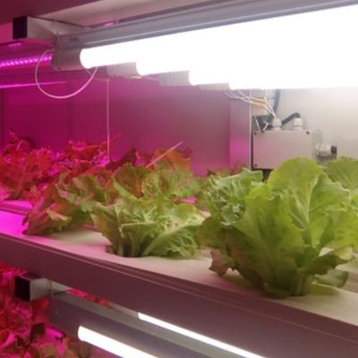 Juxiang OEM Living Vegetable Υδροπονικό σύστημα καλλιέργειας με θερμοκήπιο 40ft δοχείο