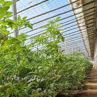 Κεραμική οροφή Υδατοκαλλιέργεια Φυτική ταινία Ηλιακό φως θερμοκήπιο για το άνθος φράουλας των ΗΠΑ