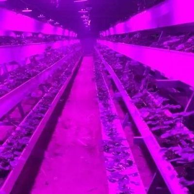 Σύστημα φωτισμού για θερμοκήπια εμπορευματοκιβωτίων Συσκευή Ακαθάριστο βάρος 2000.000kg Ενοπλίμα ΗΠΑ