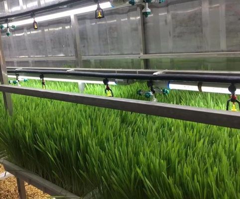 Υπηρεσία θερμοκηπίου φυλλωδών λαχανικών Juxiang