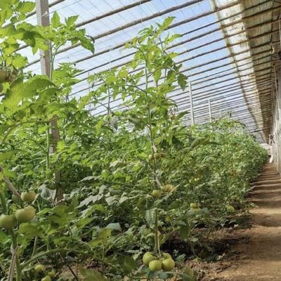 Υδατοκαλλιέργεια Φυτικές καλλιέργειες Φυτικές καλλιέργειες