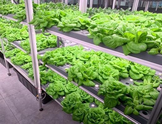 Υπηρεσία Επιλογή φυλλώδη λαχανικά Κωνσταντινούπολη με προσαρμογή και το ταβάνι φύλλο