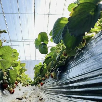 Βελτιστοποίηση της ανάπτυξης με ηλιακό φως και ψεκαστική άρδευση Φυτέψιμο φυτών θερμοκήπιο