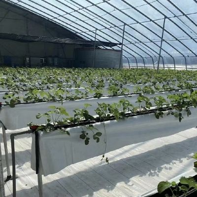 Βελτιστοποίηση της ανάπτυξης με ηλιακό φως και ψεκαστική άρδευση Φυτέψιμο φυτών θερμοκήπιο