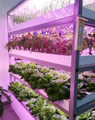 Φυτώδη λαχανικά Shipping Container Garden με σχήμα οροφής και επιλογή προσαρμογής