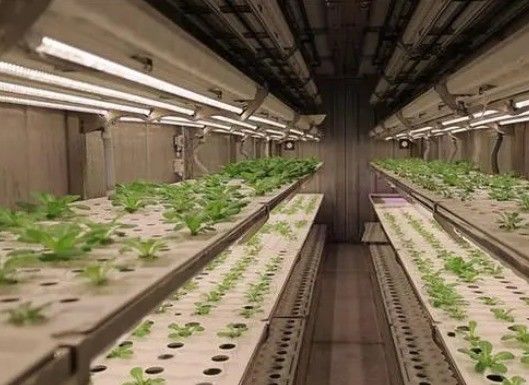 Φυτώδη λαχανικά Shipping Container Garden με σχήμα οροφής και επιλογή προσαρμογής