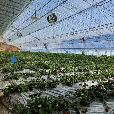 Εγγύηση επιστροφής 30 ημερών Φυτικό ηλιακό φως θερμοκήπιο Σπράι σύστημα άρδευσης 100.000kg