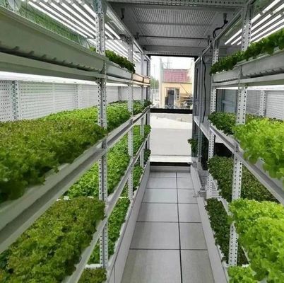 Τμήμα Ναυτιλιακών Συσκευαστών θερμοκηπίου Λύση φωτισμού LED για φυτικές καλλιέργειες