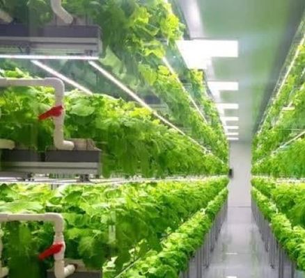 Κλιμακώδες υδροπονικό σύστημα κάθετης καλλιέργειας σε δοχείο 40FT 40HQ Reefer