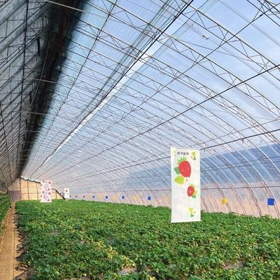 Υδροπονικό σύστημα καλλιέργειας στην οροφή με τόξα σε θερμοκήπια με δομή από χάλυβα