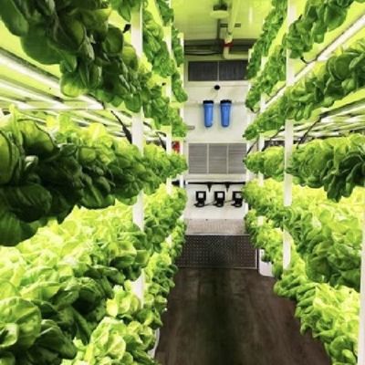 18000.000kg Πακέτο θερμοκηπίου για φυλλώδη λαχανικά Ακαθάριστο βάρος και εύκολη επιστροφή
