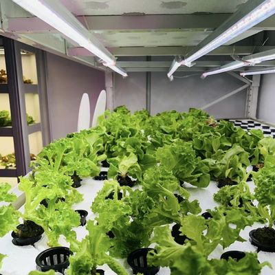 18000.000kg Πακέτο θερμοκηπίου για φυλλώδη λαχανικά Ακαθάριστο βάρος και εύκολη επιστροφή