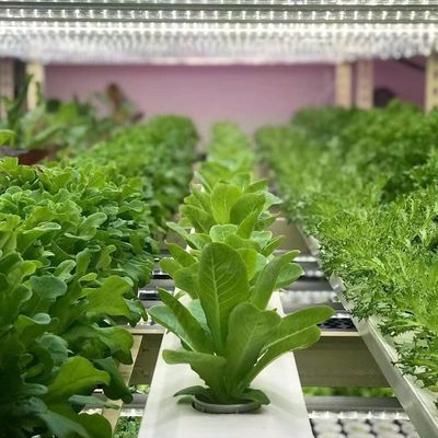 18000.000kg Πακέτο θερμοκηπίου για φυλλώδη λαχανικά Ακαθάριστο βάρος και εύκολη επιστροφή
