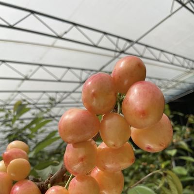 Σπάρι Ρίπανση Σπόροι Ηλιακό φως θερμοκήπιο ΗΠΑ 20 / τετραγωνικό μέτρο με προσαρμογή