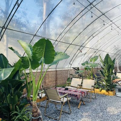 Πολλαπλό διάστημα Aquaponics υδροπονικό σύστημα καλλιέργειας για το νόμισμα των ΗΠΑ στο θερμοκήπιο ηλιακό φως