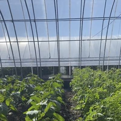 Πολλαπλό διάστημα Aquaponics υδροπονικό σύστημα καλλιέργειας για το νόμισμα των ΗΠΑ στο θερμοκήπιο ηλιακό φως