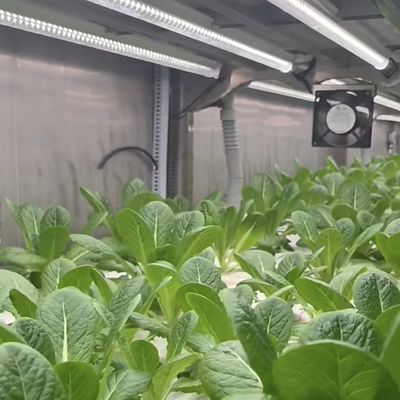 18000.000kg Συσκευή Ακαθάριστο βάρος Συσκευή για την καλλιέργεια πράσινων φυλλωδών λαχανικών θερμοκήπιο