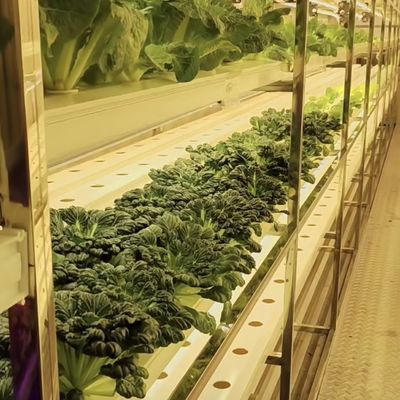 18000.000kg Συσκευή Ακαθάριστο βάρος Συσκευή για την καλλιέργεια πράσινων φυλλωδών λαχανικών θερμοκήπιο