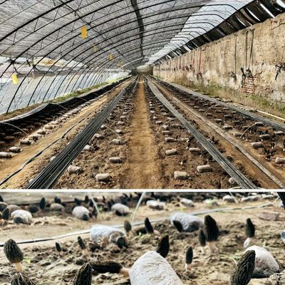 Πολυεπίπεδο θερμοκήπιο με ηλιακό φως Η απόλυτη επιλογή για την υδροπονική παραγωγή λαχανικών