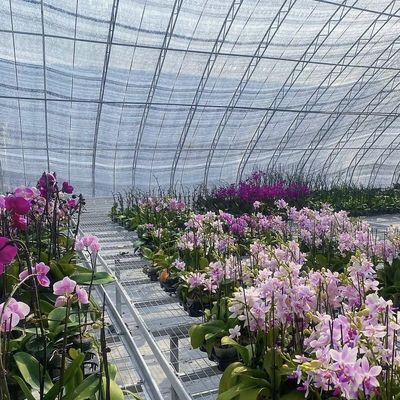 Η υδατοκαλλιέργεια διευκολύνεται με σπόρους αναπαραγωγή ηλιακό φως θερμοκήπιο 30 ημερών επιστροφή επιστροφή