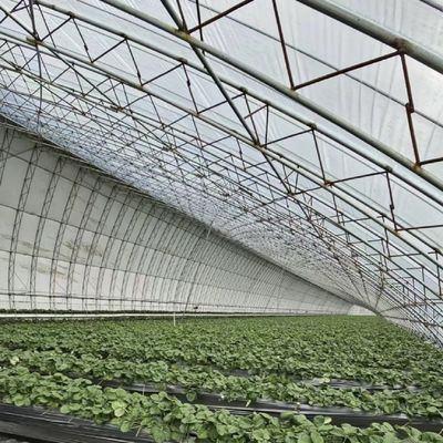 Η υδατοκαλλιέργεια διευκολύνεται με σπόρους αναπαραγωγή ηλιακό φως θερμοκήπιο 30 ημερών επιστροφή επιστροφή