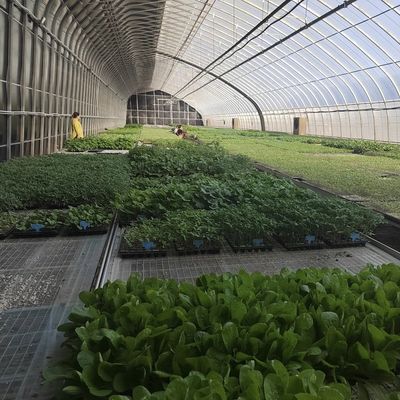 30 Ημέρες Επιστροφή επιστροφών Προέλευση Σπάρι Ρίπανση θερμοκήπιο για την ικανοποίηση του πελάτη