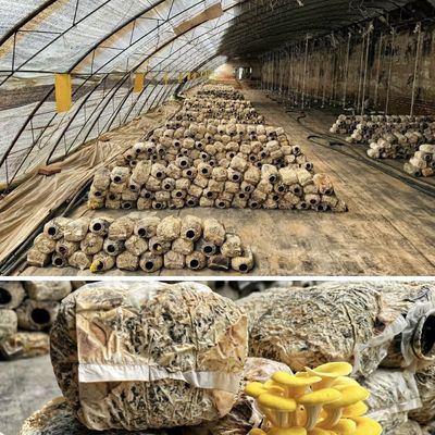 ΗΠΑ 20/τ.μ. Υδροπονική θερμοκήπιο ηλιακού φωτός για φυτικά άνθη φράουλας