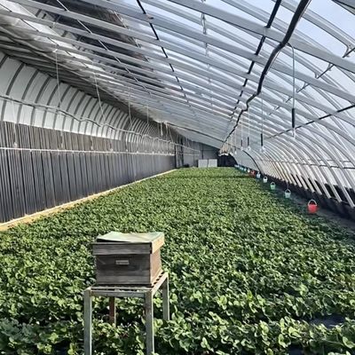 2000.000kg Εμπορικό θερμοκήπιο ηλιακού φωτός της Juxiang για την καλλιέργεια φράουλας jx-sg-108