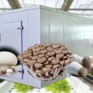 18000.000kg Κωνσταντινούπολη για την καλλιέργεια πράσινων φυλλωδών λαχανικών Επιστροφή εγγυημένων επιστροφών