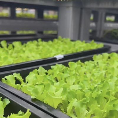 18000.000kg Κωνσταντινούπολη για την καλλιέργεια πράσινων φυλλωδών λαχανικών Επιστροφή εγγυημένων επιστροφών